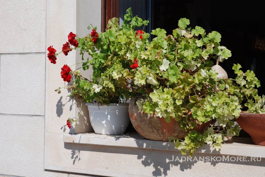 Gradac geranium