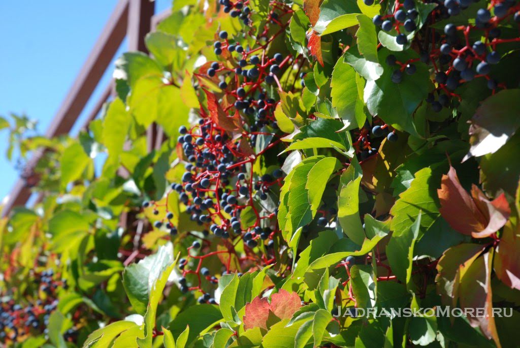 Klek grapes
