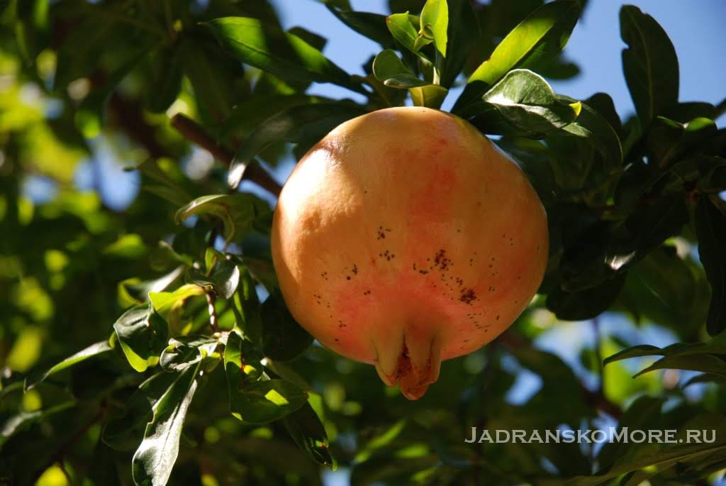 Klek pomegranate