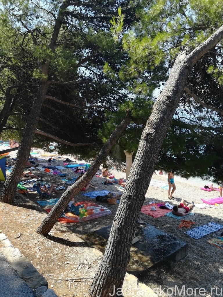 Сосны на пляже Plisivac в Подгоре