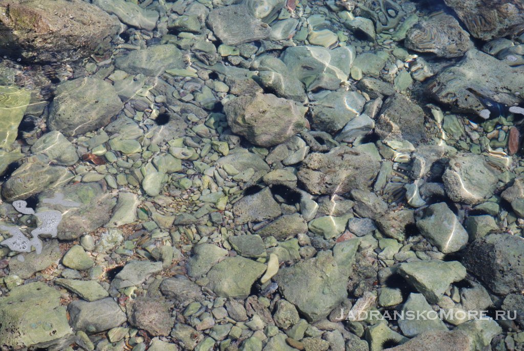 Дрвеник, сентябрь 2011