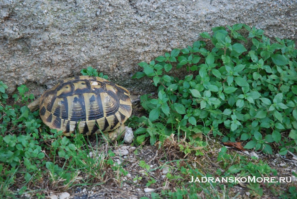 Zaton turtle