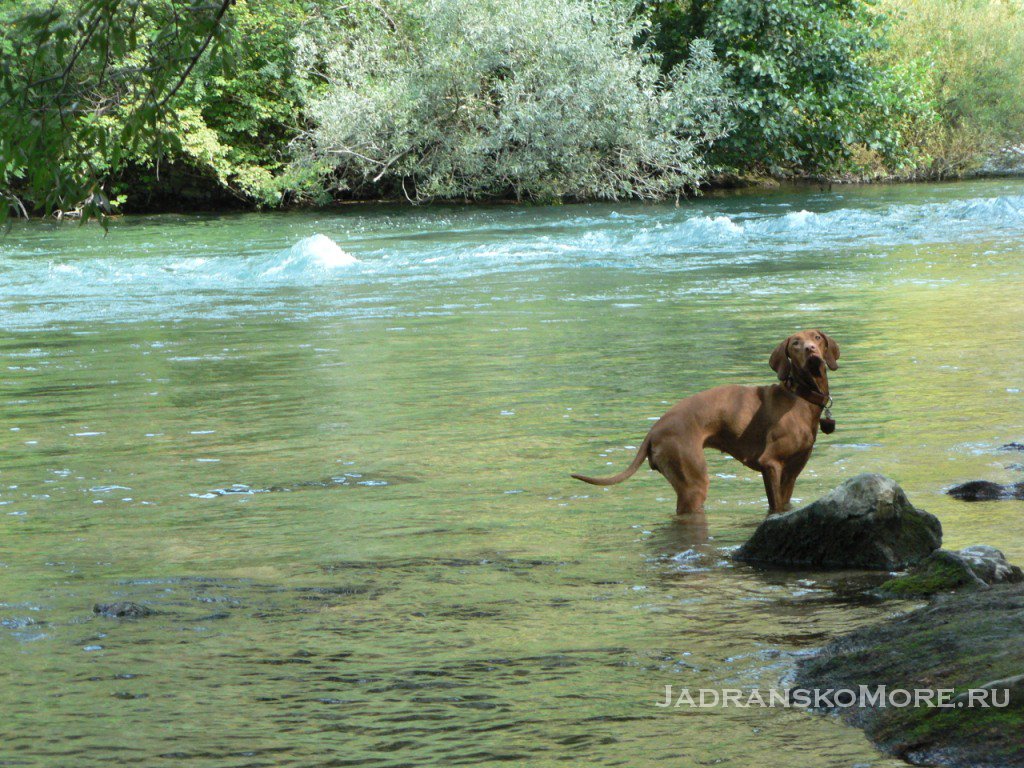 cetina