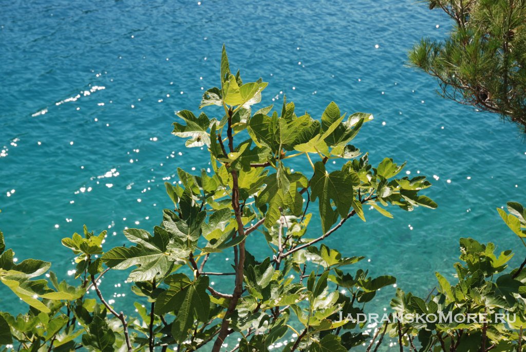 pucisca_figa