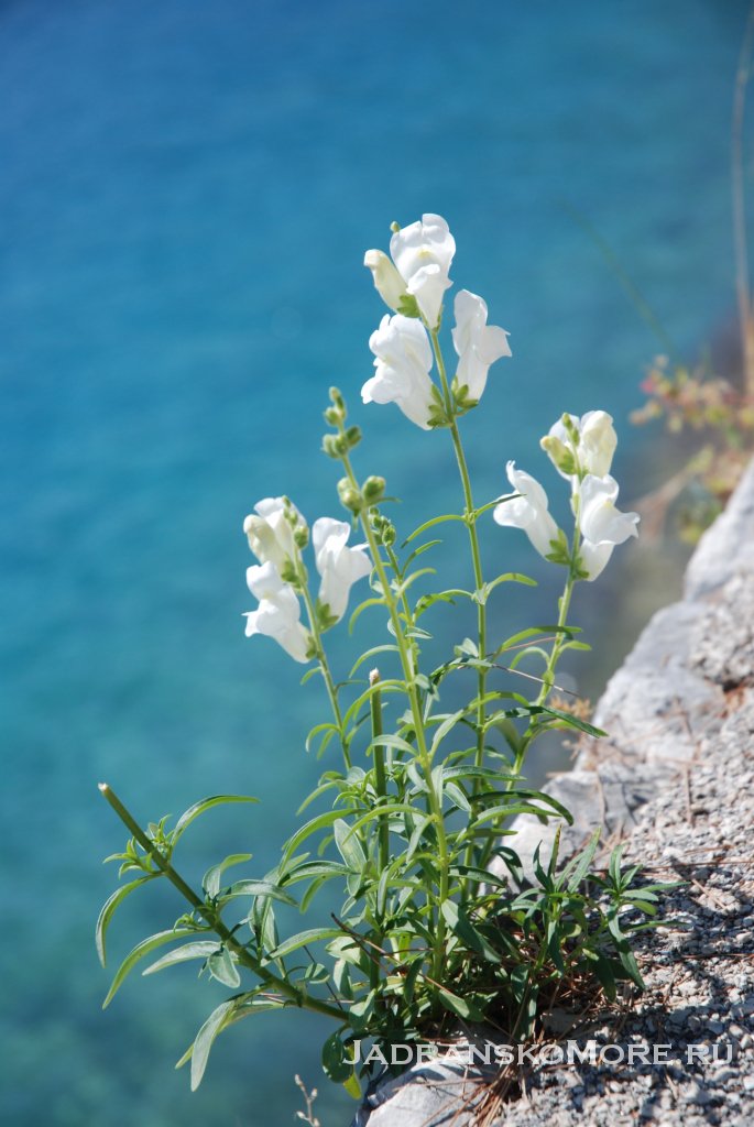 pucisca_flowers