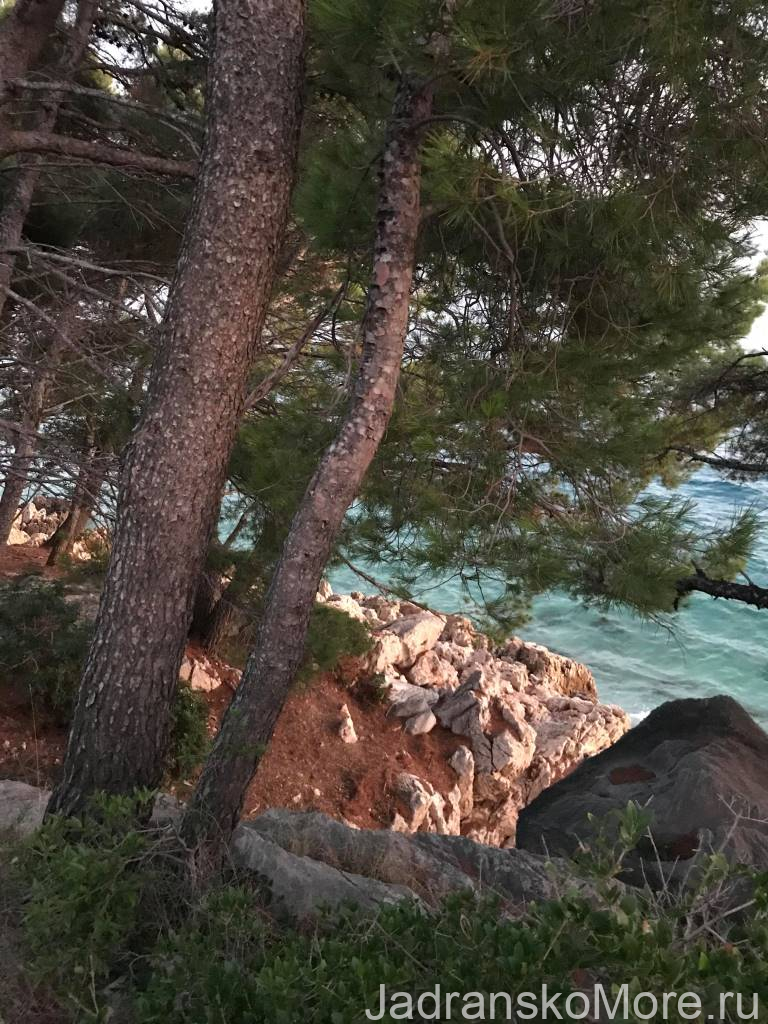 Солнце, сосны, море